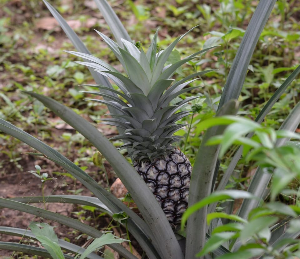 Champ d’ananas