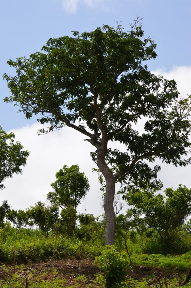 Arbre séculaire