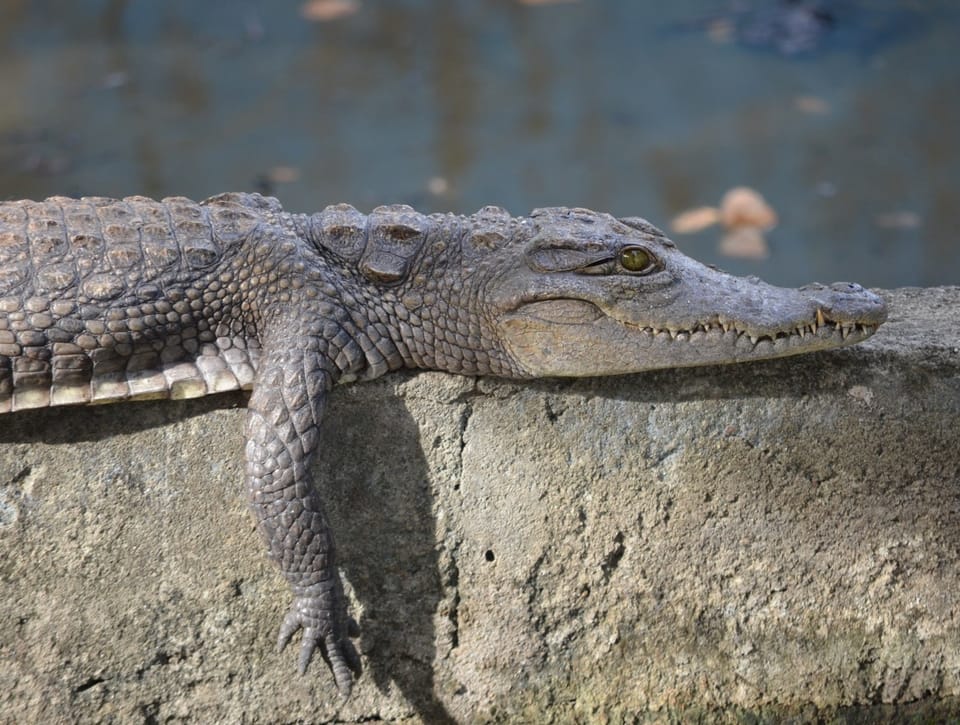 Petit crocodile