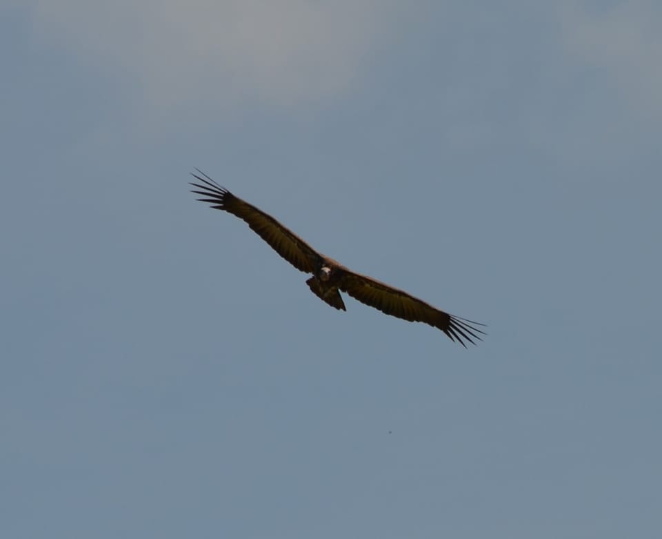 Parc national — faune