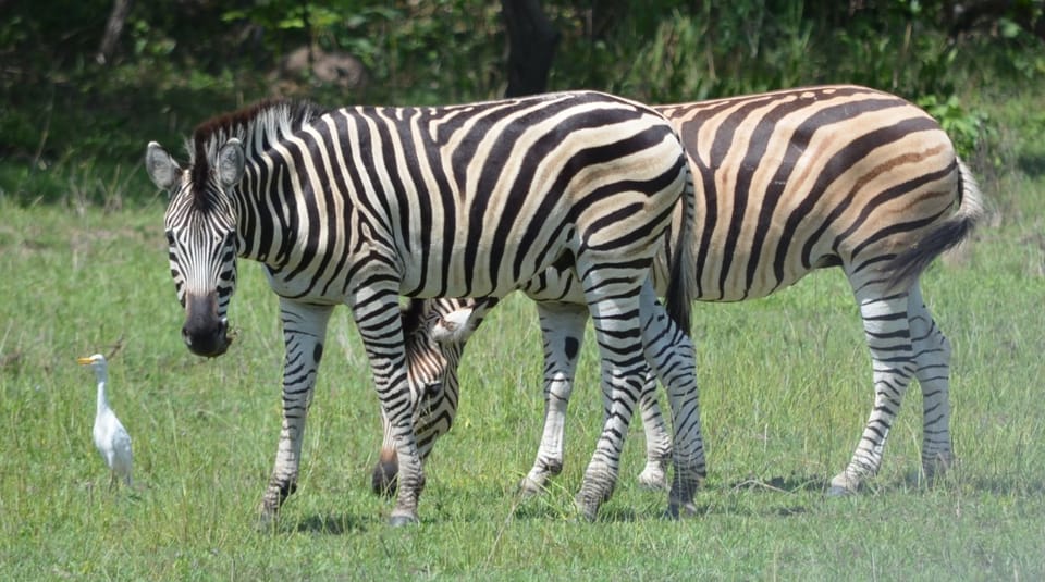 Savane