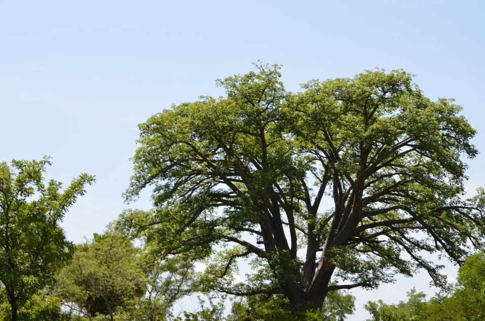 Arbre sacré