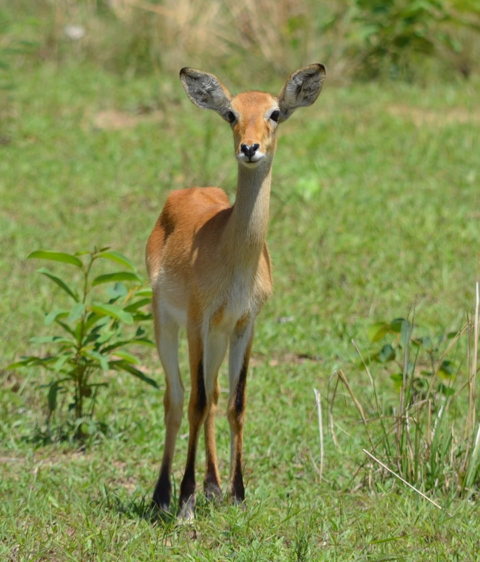 Biche